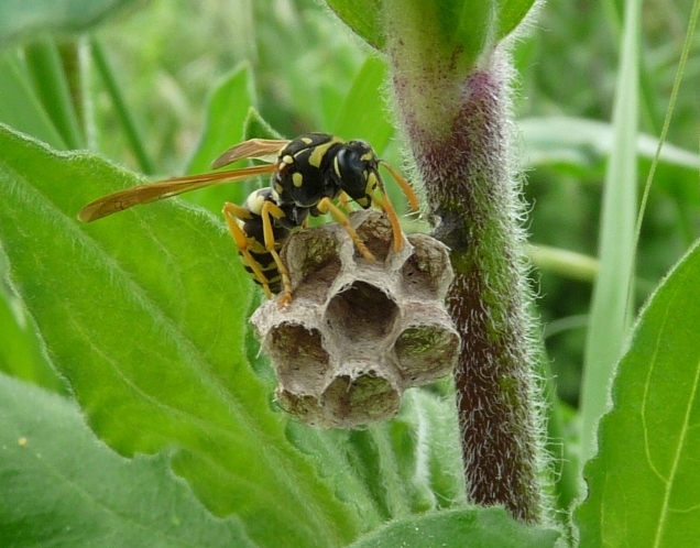 Nido di Polistes gallicus (Vespidae)